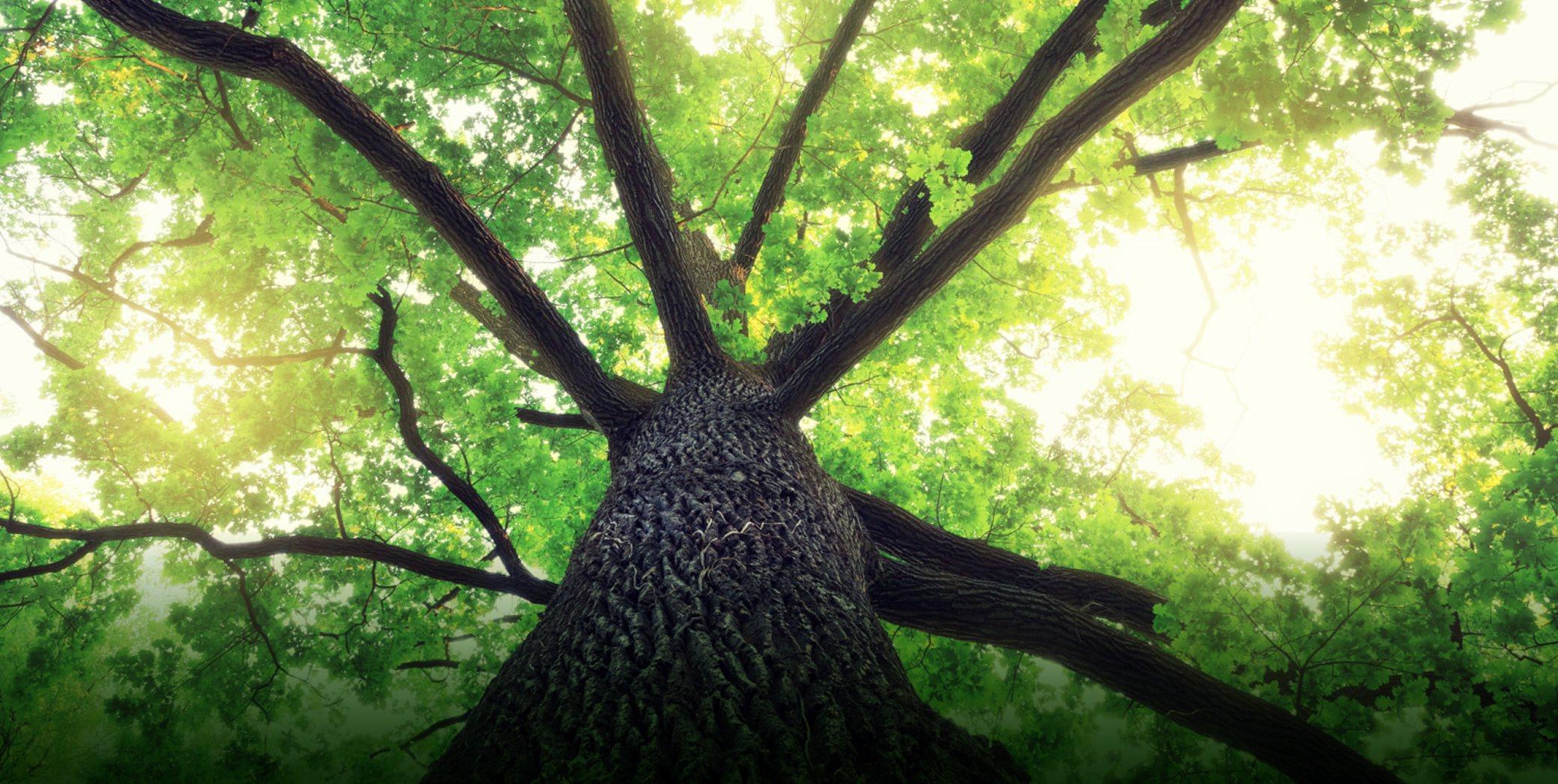 Árvore representando sustentabilidade