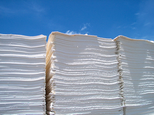 Floresta de eucalipto para produção de celulose no Brasil