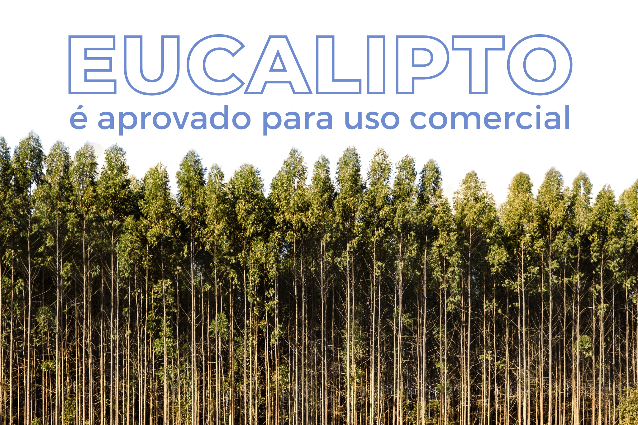 Eucalipto desenvolvido pela FuturaGene (Suzano) é aprovado pela CTNBio para uso comercial